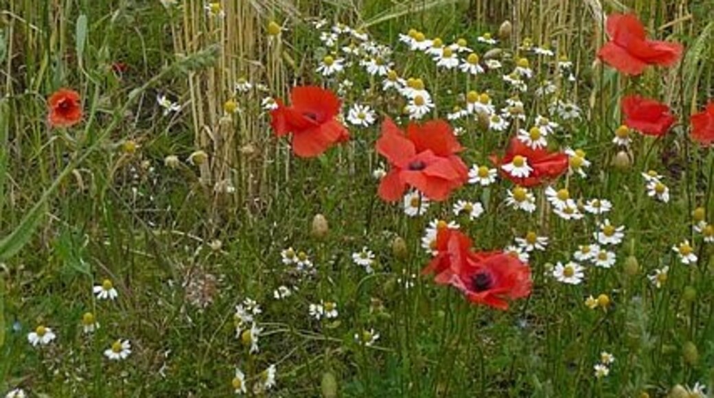 Kuva ”Hutton Conyers” käyttäjältä Graham Horn (CC BY-SA) / rajattu alkuperäisestä kuvasta