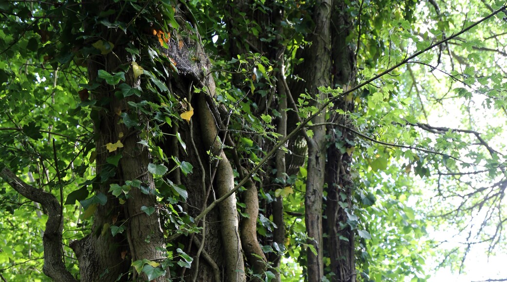 Kuva ”Good Easter” käyttäjältä Acabashi (CC BY-SA) / rajattu alkuperäisestä kuvasta