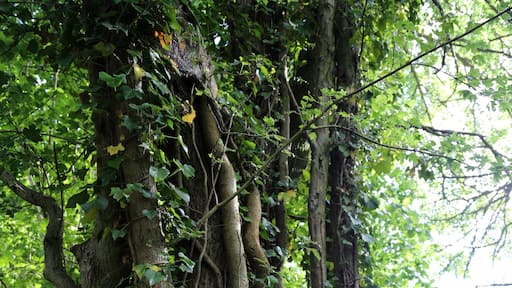 Kuva ”Good Easter” käyttäjältä Acabashi (CC BY-SA) / rajattu alkuperäisestä kuvasta