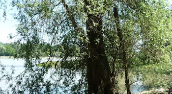 Default Image