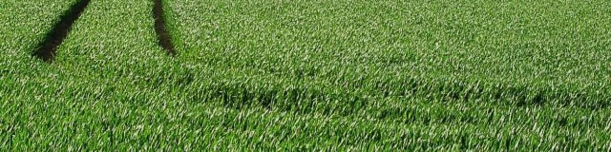Photo "By Balcarres Mill Looking north across a corn field towards Balcarres Mains." by Jim Bain (Creative Commons Attribution-Share Alike 2.0) / Cropped from original