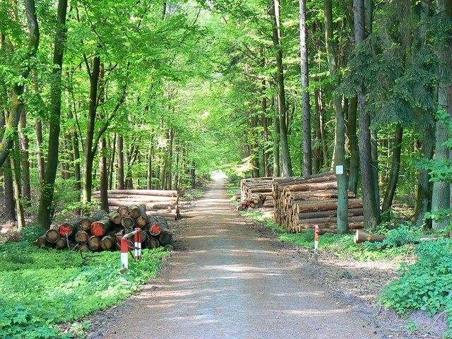 Track through the forest