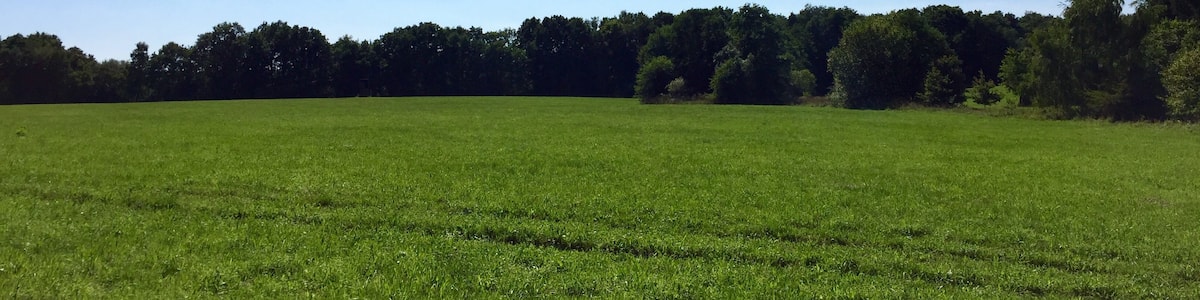 Photo "Höltigbaum" by V-Toll (Creative Commons Attribution-Share Alike 3.0) / Cropped from original