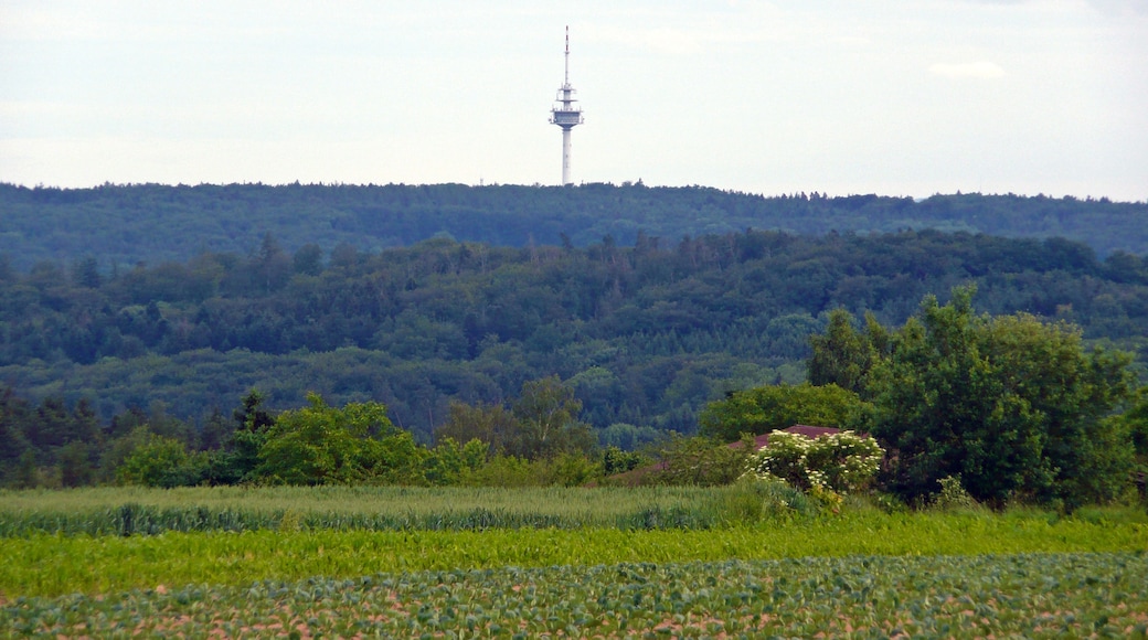 Photo "Leinfelden-Echterdingen" by qwesy qwesy (CC BY) / Cropped from original