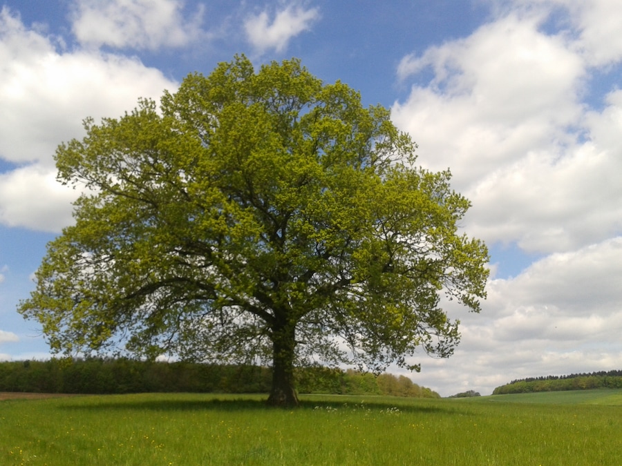 Naturdenkmal Stieleiche auf einer Wiese. 63699 Kefenrod-Bindsachsen. Schutzgrund: Schönheit, landschaftsprägend, freistehend. Flur 4, Flurstück 29 (VO), Flur 3, Flurstück 29