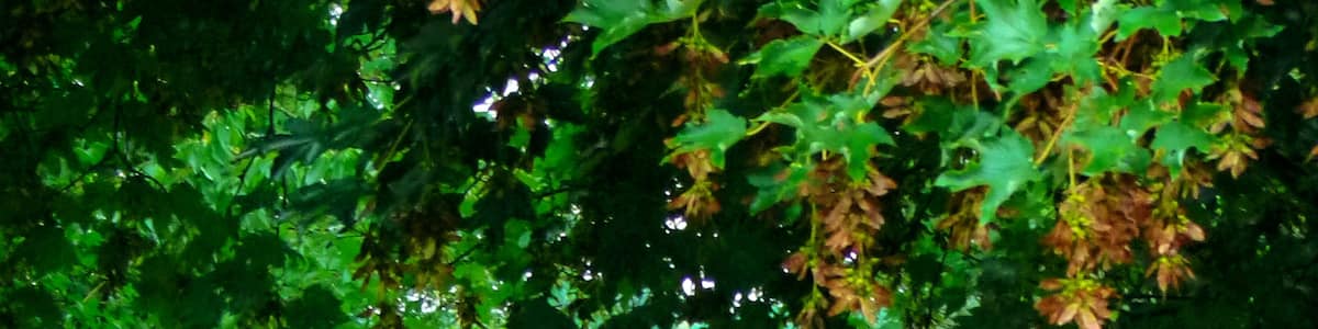 Photo "Walk This Way" by Dg-505 (Creative Commons Attribution 3.0) / Cropped from original