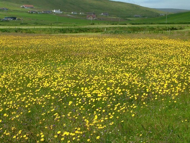 Hay meadow, Aith These traditional hay meadows are an increasingly rare sight. The yellow is Hawkbit, and additional colour is given by Red Clover and blue Scabious