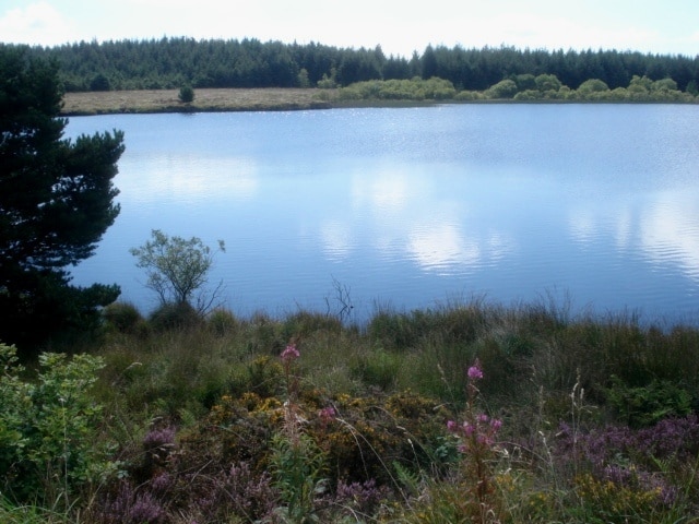 Lake at Llyn Llech Owen Country Park The north shore path has willow herb, gorse and heather. On the opposite side is mainly coniferous forest.