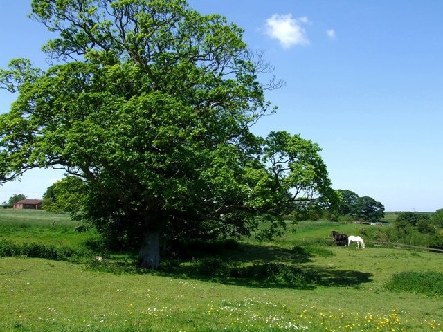 Ảnh "Lusby with Winceby" của Dave Hitchborne (CC BY-SA) / Cắt từ ảnh gốc