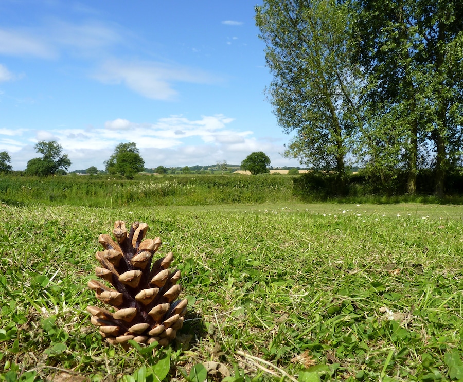 Open pine cone means fine weather to continue?