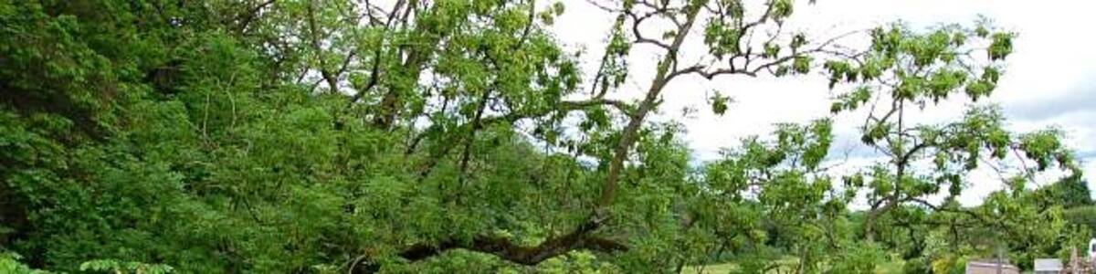 Photo "North Ugie. The North Ugie from the bridge, Bridge St, Strichen. Looking up stream" by Jim Bain (Creative Commons Attribution-Share Alike 2.0) / Cropped from original