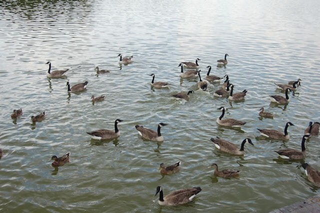 Billede "Watermead" af John Firth (CC BY-SA) / beskåret fra det originale billede