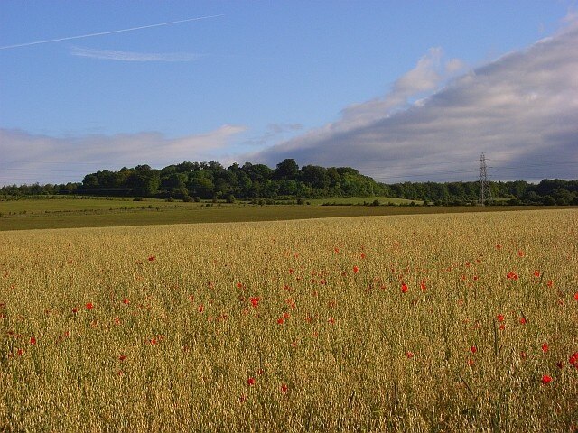 Farmland, Cholderton A field of oats below the Beacon Hill ridge.