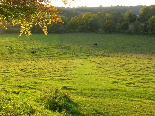 Pasture, Radnage Looking across fields crossed by footpaths below Yoesden Wood. The church is just visible in the trees to the right.