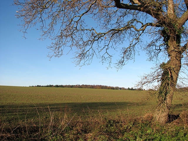 PDF) The Cedars, 1A & 3 New Road, North Walsham, Norfolk: Tree-ring  analysis and radiocarbon wiggle-matching of oak timbers