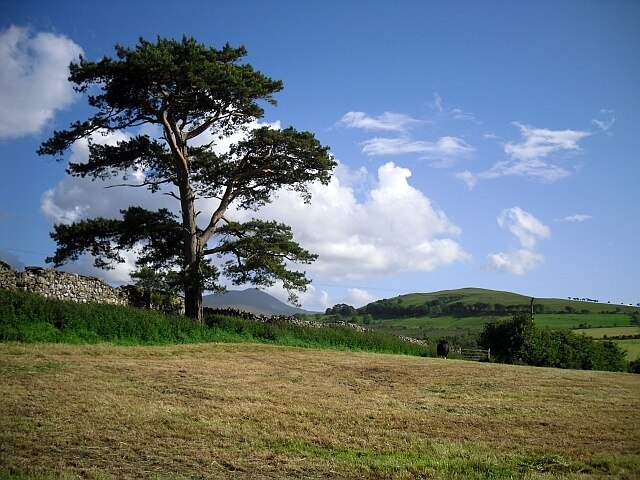 Lonesome pine, Uldale Actually not alone, as there were some cattle in the field.