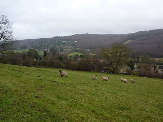 Sheep grazing in Grindleford From a path going to Goatscliff