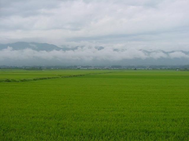 Rice Field