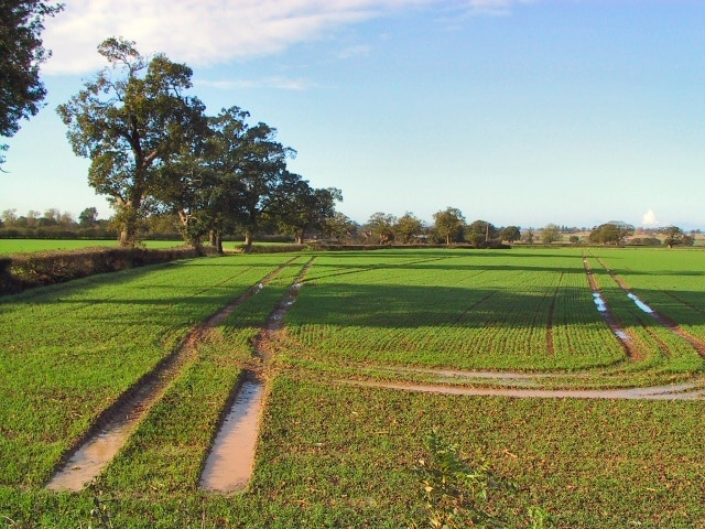 Kuva ”Alkington” käyttäjältä Roger May (CC BY-SA) / rajattu alkuperäisestä kuvasta