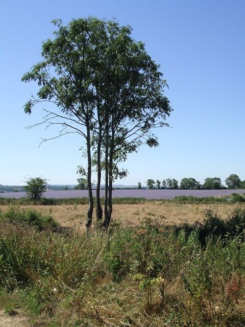 "Chalgrave"-foto av Rob Farrow (CC BY-SA) / Urklipp från original