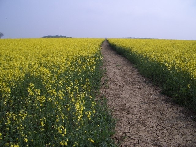 Public Footpath to Wold Barn from Bozeat At this point the public footpath from Bozeat threads its way for half a kilometre across this field of oil seed rape, heading southwards towards Wold Barn. Close by the latter, and visible left of centre, is an anemometry mast used to measure wind speeds for the proposed Nun Wood wind farm that will cover this view with turbines and dominate the local landscape if the project is approved.