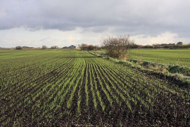 Foto “Warboys” tomada por Bob Jones (CC BY-SA); recorte de la original