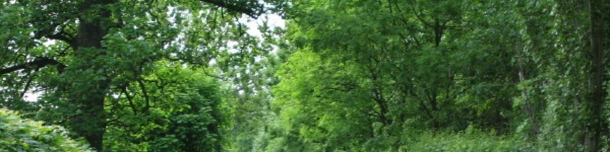 Photo "Lorrenger Lane. Beautiful lane that ends in a field" by Ken Crosby (Creative Commons Attribution-Share Alike 2.0) / Cropped from original