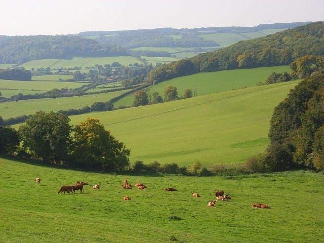 Pastures, Fingest The cattle are more or less in the southwest corner of the grid-square. The view is towards Fingest, most of which is hidden.