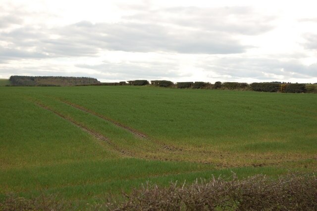 Photo "Hedleyhope" by P Glenwright (CC BY-SA) / Cropped from original