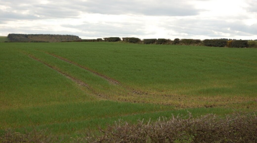 Photo "Hedleyhope" by P Glenwright (CC BY-SA) / Cropped from original