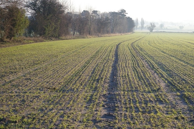 Up top Field with a woodland boundary, north of Hessle, East Riding of Yorkshire, England.