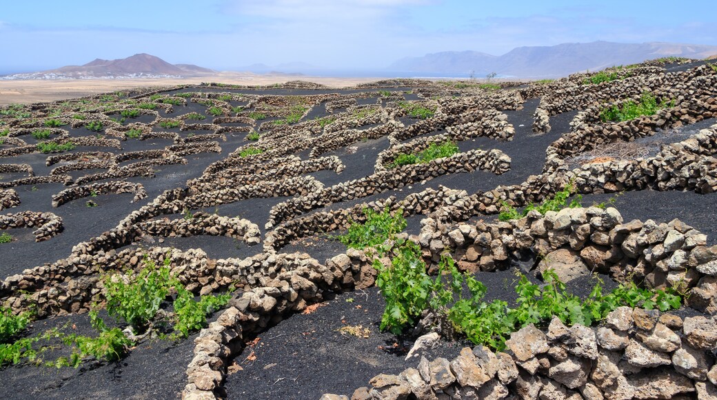 « Tiagua», photo de H. Zell (CC BY-SA) / rognée de l’originale