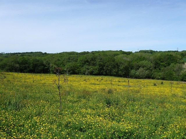 Foto „Heathfield und Waldron“ von Simon Carey (CC BY-SA)/zugeschnittenes Original