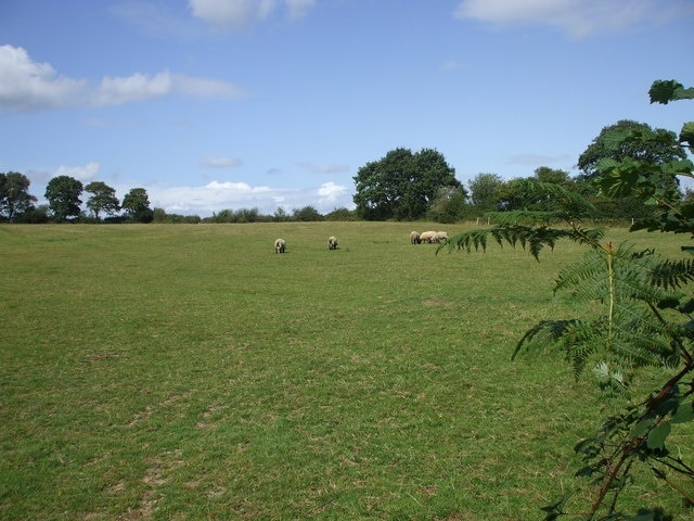 Field beside entrance to Buckwell Farm, Ponts Green, East Sussex A typical pastoral scene in the Sussex Weald