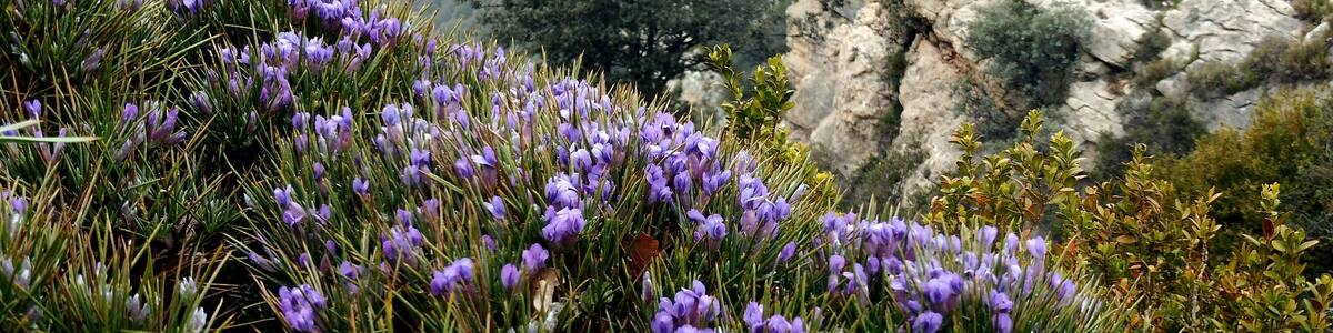 Photo "This is a a photo of a natural area in Catalonia, Spain, with id:" by Isidre blanc (Creative Commons Attribution-Share Alike 4.0) / Cropped from original
