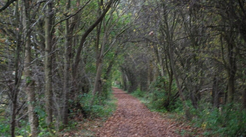 Foto "Forest Way Country Park" de Nigel Chadwick (CC BY-SA) / Recortada do original