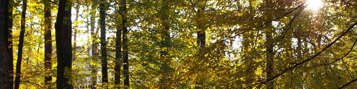 Photo "The enclosure am Kehr for fallow deers is part of the nature reserve Stadtwald (city forest) Göttingen und Kerstlingeröder Feld. The photo was taken in autumn 2011 near the Lichtemeeres." by Lux 2016 (page does not exist) (Creative Commons Attribution-Share Alike 4.0) / Cropped from original