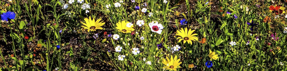Photo "„Blumenfeld“ (Ansaat einjähriger Blütenpflanzen/Mischung) auf der Brache einer Straßenbaustelle nahe Puchheim Ort" by Heribert Pohl --- Thanks for half a million clicks! (Creative Commons Attribution-Share Alike 2.0) / Cropped from original