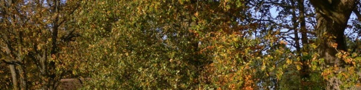 Photo "Seat on the green at Headley The building through the trees is the village hall." by Shazz (Creative Commons Attribution-Share Alike 2.0) / Cropped from original