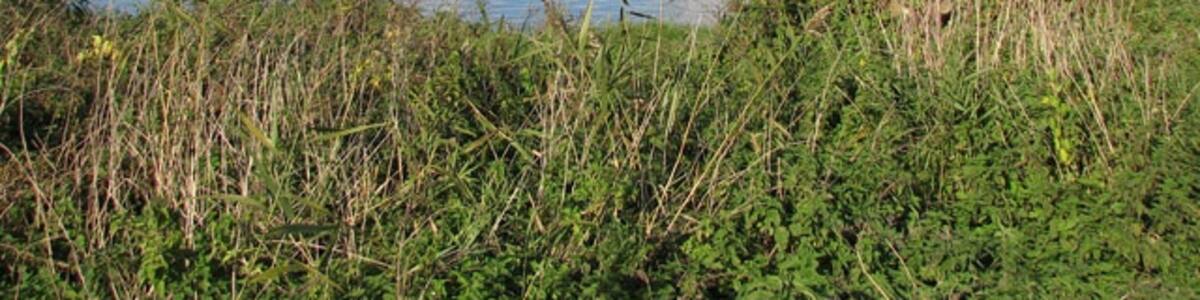 Photo "View north-east across the River Yare" by Evelyn Simak (Creative Commons Attribution-Share Alike 2.0) / Cropped from original