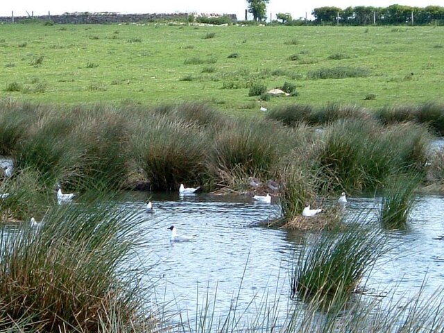 Foto “Hutton Magna” tomada por Malcolm Carruthers (CC BY-SA); recorte de la original