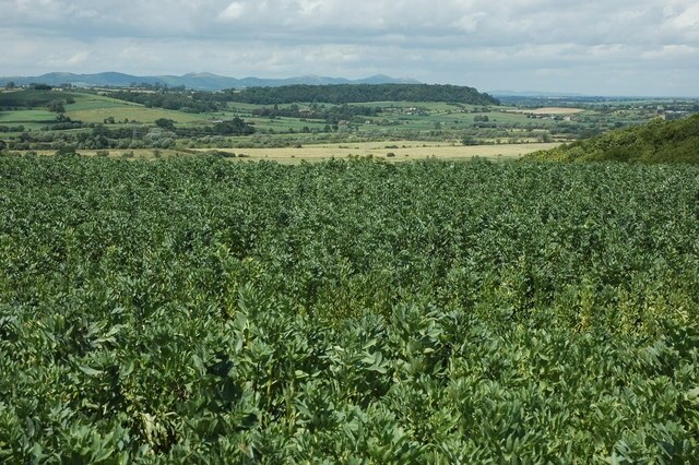 Billede "Sandhurst" af Philip Halling (CC BY-SA) / beskåret fra det originale billede