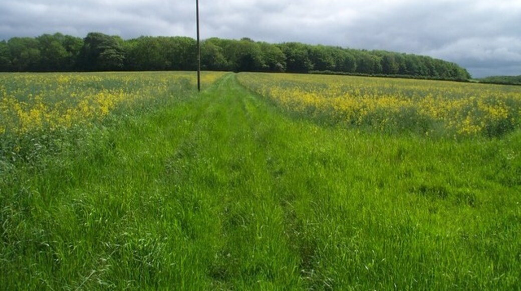 Foto "Stringston" de Barbara Cook (CC BY-SA) / Recortada do original