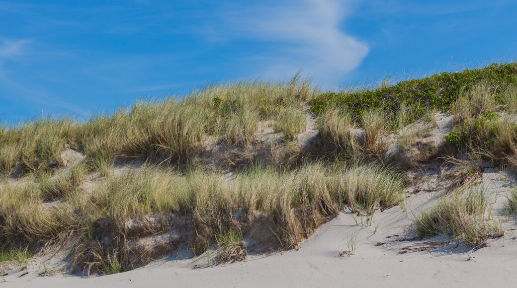 Foto „Strand von Darßer Ort“ von J.-H. Janßen (CC BY-SA)/zugeschnittenes Original