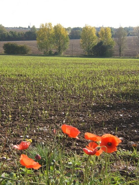 Late poppies and view across field near Buxhall