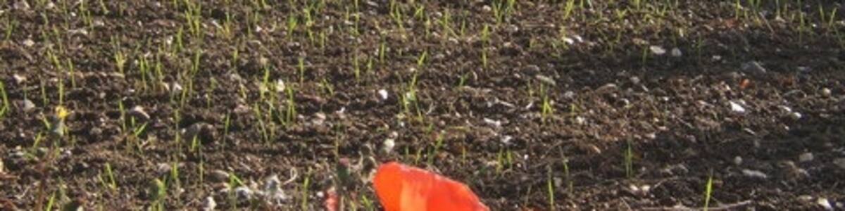 Photo "Late poppies and view across field near Buxhall" by Andrew Hill (Creative Commons Attribution-Share Alike 2.0) / Cropped from original