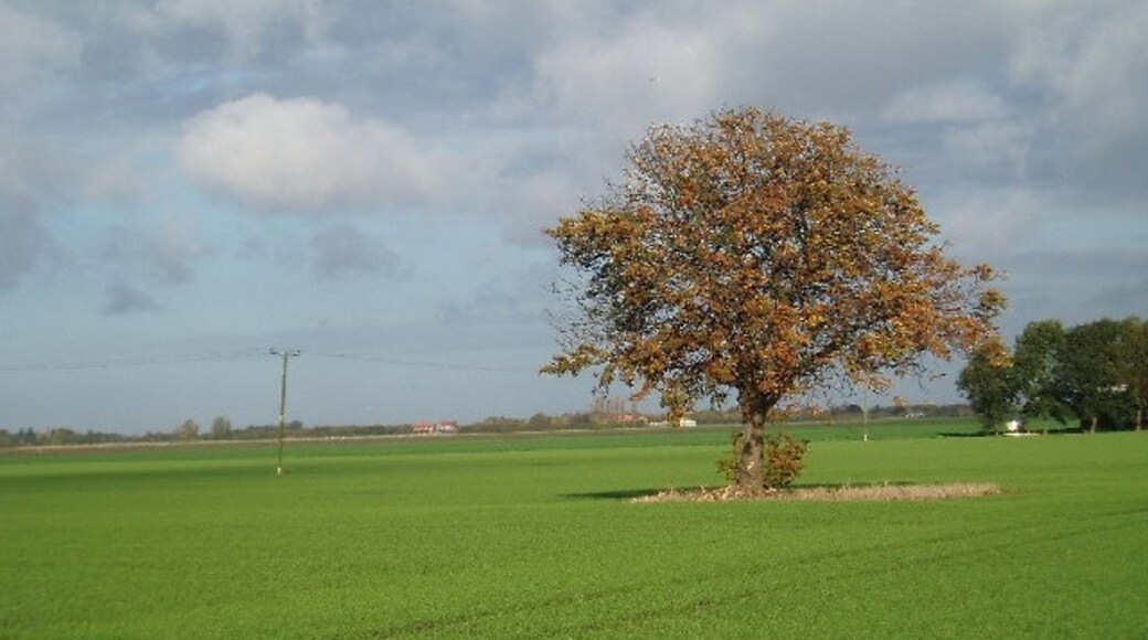 "Marshland St James"-foto av Dr Charles Nelson (CC BY-SA) / Urklipp från original
