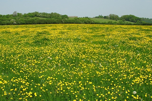 A carpet of buttercups The footpath goes straight through these flowers, and we ended up will yellow legs. The barns which are alongside Beek's lane can be seen on the higher land in the distance.