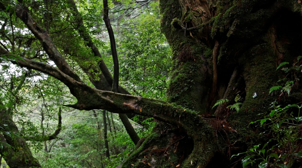 KimonBerlin (CC BY-SA) 的「屋久杉自然公園」相片 / 裁剪自原有相片