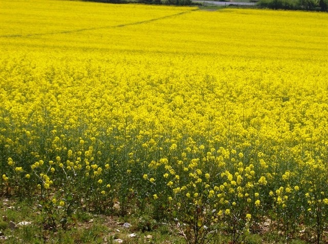 Rape crop by the A419 From the minor road out of Sapperton village, a north-south footpath crosses this field of rape towards the A419 at the top of the photo.